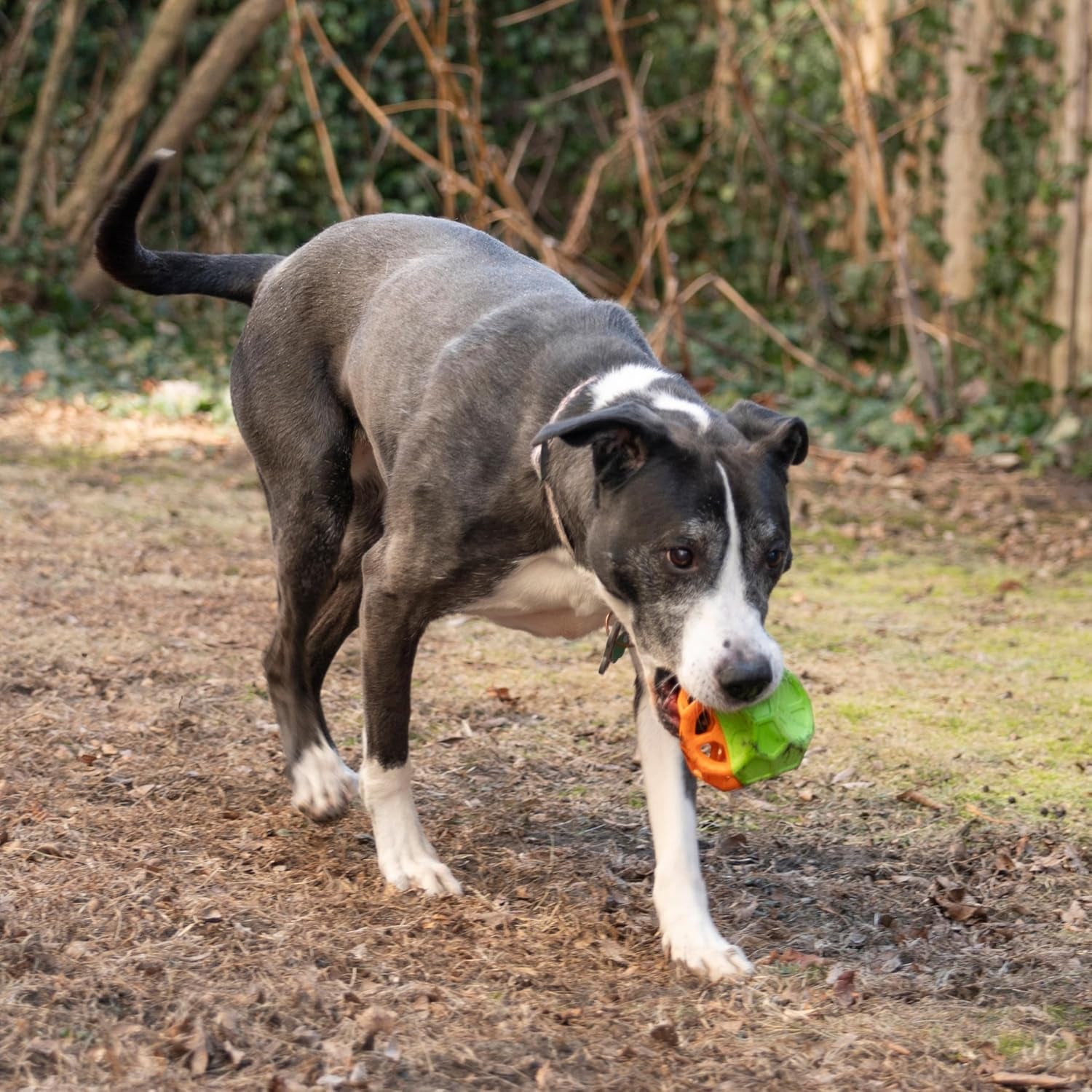 Exciting Geo Play Dual-Texture Dog Toy Cube – Durable, Floating, Squeaky & Treat-Dispensing Fun for Small to Medium Dogs
