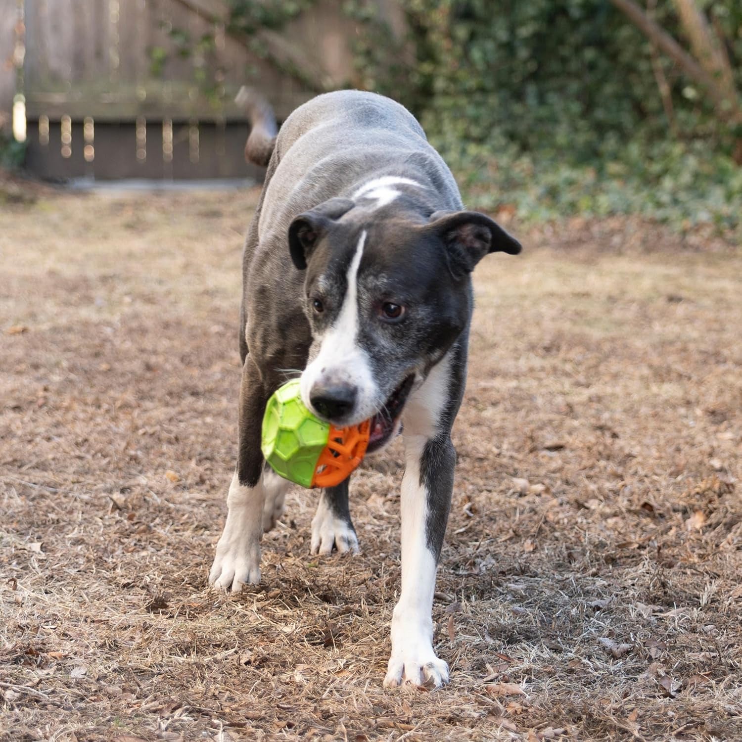 Exciting Geo Play Dual-Texture Dog Toy Cube – Durable, Floating, Squeaky & Treat-Dispensing Fun for Small to Medium Dogs