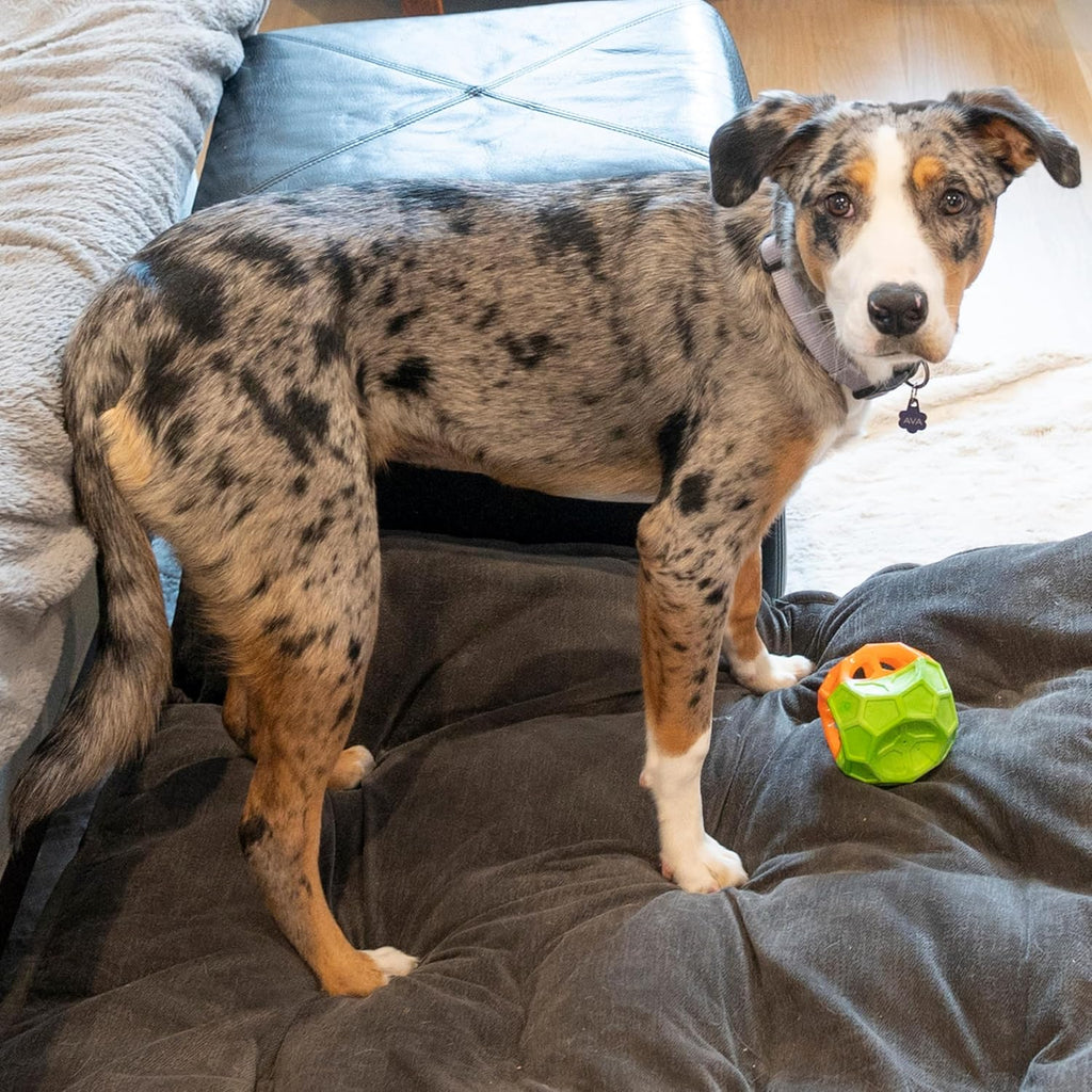Exciting Geo Play Dual-Texture Dog Toy Cube – Durable, Floating, Squeaky & Treat-Dispensing Fun for Small to Medium Dogs