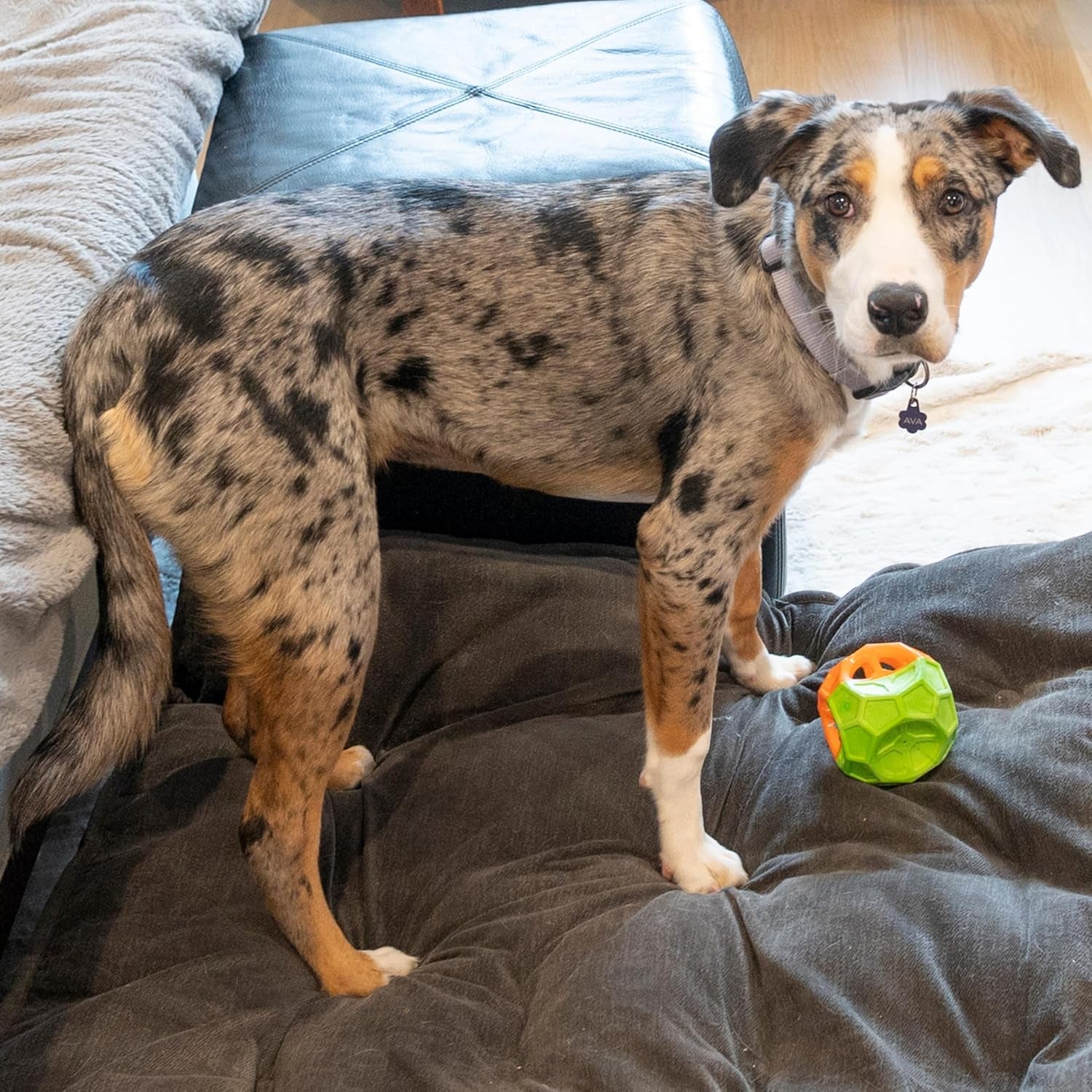 Exciting Geo Play Dual-Texture Dog Toy Cube – Durable, Floating, Squeaky & Treat-Dispensing Fun for Small to Medium Dogs